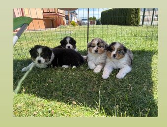 Australsky ovciak - Krytie, PP - 4