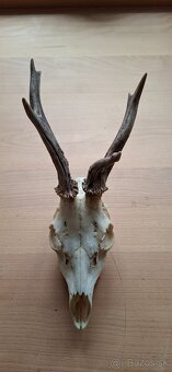 Trofej raritního srnce - 4