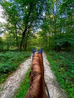 Valach v type pony - 4