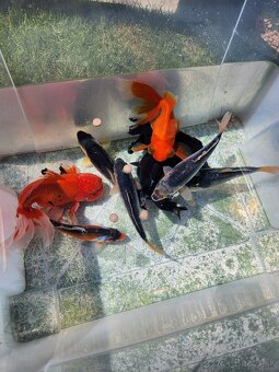 Koi kapre koi kapor jazierkové ryby karasy zàvojnatka zàvojn - 4