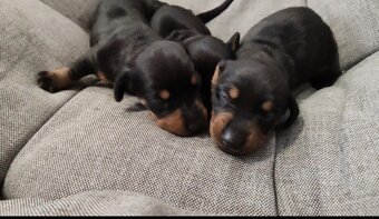 Jazvečíky trpasličie krátkosrsté - 4