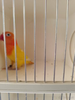 Agapornis fischeri - 4