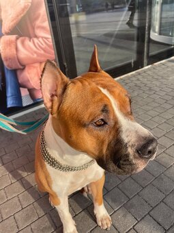 Americký Stafordširsky teriér na Krytie - 4