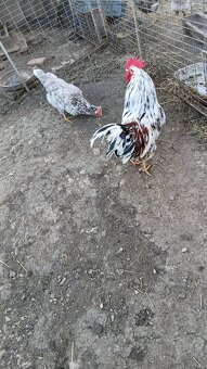 Predám nasadove vajíčka - 4