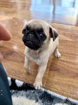 Mops Mopslik - 4