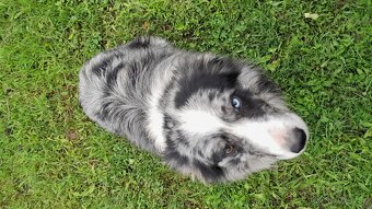 Border kolia blue merle - 4