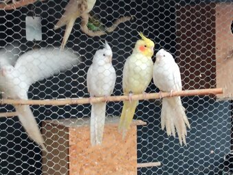 Predám andulky a korely s klietkou - 4