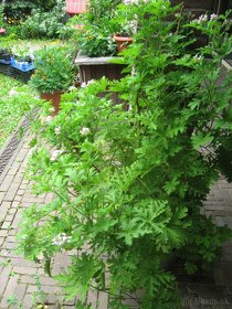 Muškát citrónový - Pelargonium citrosum - 4