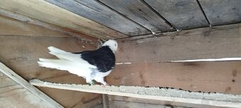 Birminghamske Kotrmeliaky - 4