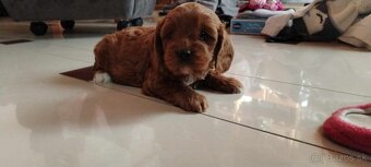 Maltipoo Cavapoo GoldenDoodle - 4