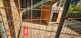 Voliera pre psov - 4