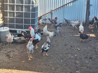 Predám mladých kohutov - 4