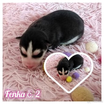 Sibírsky husky hasky - 4