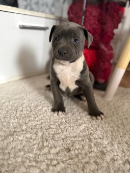 Americký stafordšírsky teriér - 4