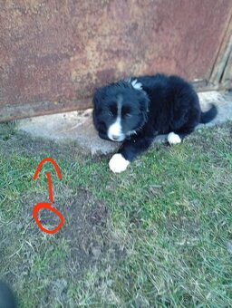 Bordel kólia šteniatka - 4