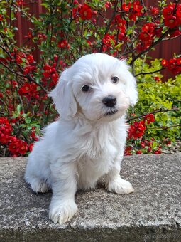 Maltipoo - 4