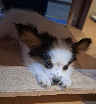 Papillon s rodokmeňom (PP) - 4