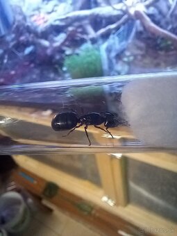 Kráľovny mravcov Camponotus Herculeanus - 4