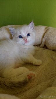 Ragdoll holčička blue bicolor k REZERVACI - 4