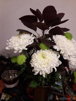 Chryzantéma zelená - 2,5eur a 4eur - 4