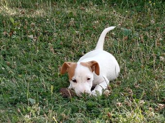 Jack russel teriér - 4
