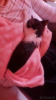 Darujem mačiatko 🐱 - 4