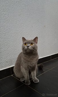 Britské mačiatka - 4