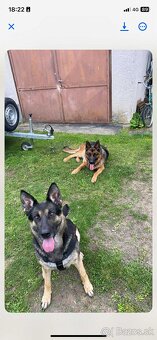 Nemecký ovčiak šteniatka - 4