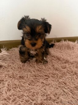 Yorkshire terier mini - 4