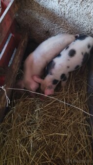 Predám odstavčatá - 4