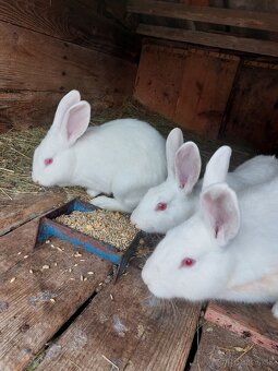 Predám králiky - 4