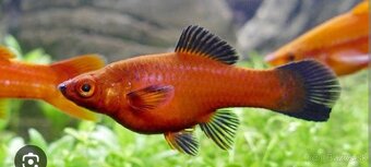 Mečuň červený - 4