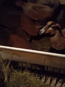 Kamerunská ovca - 4