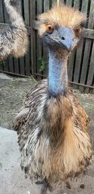 Emu vajcia na predaj - 4