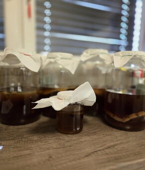 Kombucha, čínska huba, Scoby - 4