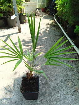Albizia, palma,bananovnik - 4