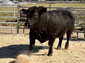 Plemenní býci Aberdeen Angus - 4