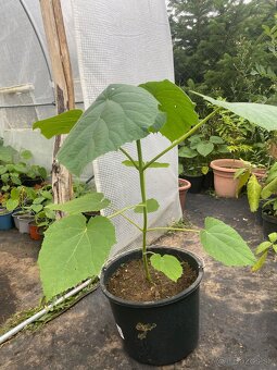 Paulownia Tomentosa rýchlorastúci strom - 4