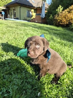 Šteniatka labrador a hnedá suka IHNEĎ - 4
