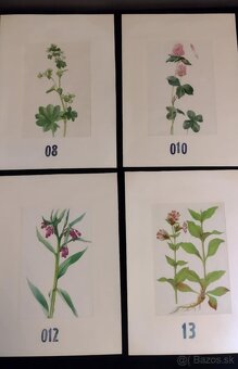 obrázky rastlín - 4