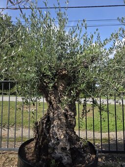 ‼️Akcia‼️ Olivovníky Bonsai - 4