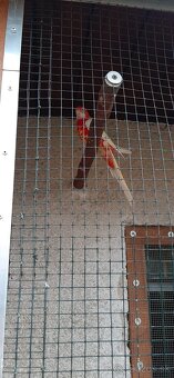 Predam rozely, penanty 25 - 4