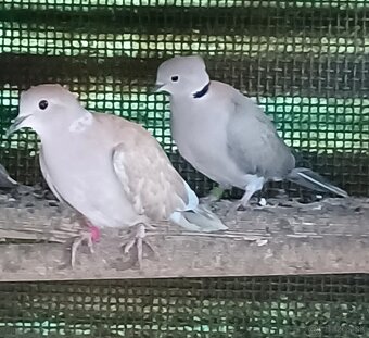 Predám chichotavé hrdličky : - 4