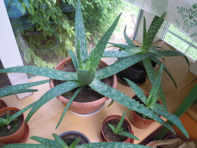 Aloe vera - rastlina v kvetináči, zemina s mykorízou - 4