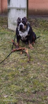 American bully xl - 4