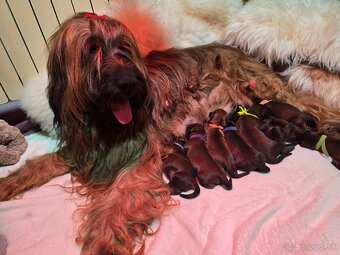 Plavé briard šteniatka s PP – výnimočné spojenie - 4