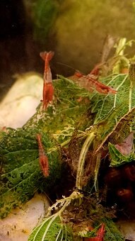 Predám krevetky Neocaridina Davidi - 4