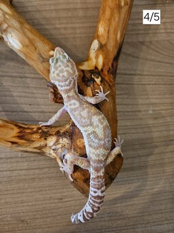 Gekončík nočný - 4