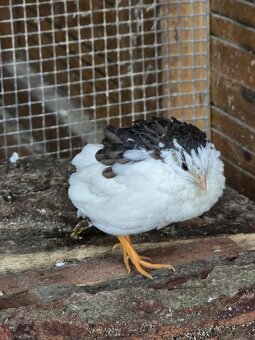 Čínska prepelica - 4