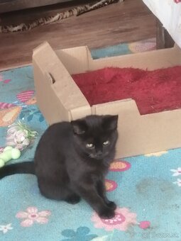 Mačičky do dobrých rúk - 4